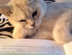 博士かっ！？　百科事典を読む姿が知的すぎる猫