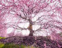 写真家「ここのしだれ梅は別格」 その美しさは想像の世界を超えた