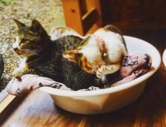 猫に住む場所を、宿泊客に癒しを　山口県の殺処分をゼロへ『猫庭』の取組み