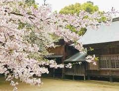 嵐ファンなら一度は訪れたい　桜満開の『櫻井神社』で絶景を堪能！