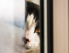 ニャンたる日課？　猫、郵便配達員に窓の中から猛烈アタック！