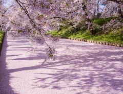 まるで桜の絨毯！　青森県の公園に『日本の美しい春』が広がっていた
