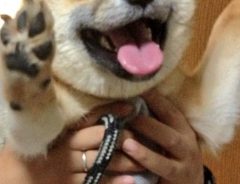 ウチの愛犬史上、最もヤバい写真「イケメンが台無し」