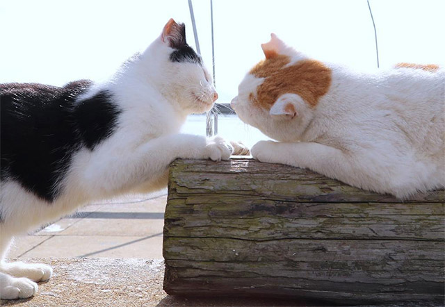 耳が桜のカタチの猫たちがご挨拶 知る人ぞ知る 猫島 男木島 Grape グレイプ