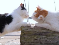 耳が桜のカタチの猫たちがご挨拶　知る人ぞ知る『猫島』男木島