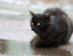 「あの黒猫、雨の日に必ずいる」ちょっと素敵な体験ができる傘