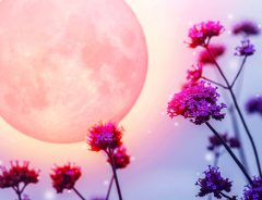 ６月９日は『ストロベリームーン』！　年に一度の『恋を叶えてくれる月』
