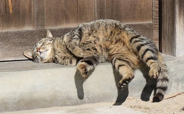 猫分補給 するならこの島 自宅の猫もかわいいが 島の猫にも会いたい Grape グレイプ 猫分補給 するならこの島 自宅の猫もかわいいが 島の猫にも会いたい Grape グレイプ