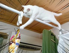 スナック菓子を狙う子猫　「天井に貼れば大丈夫だ！」と思いきや