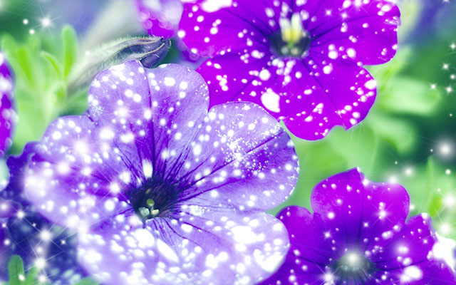 花びらに映る宇宙 神秘的なペチュニア ナイトスカイ に心惹かれる Grape グレイプ