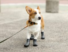 「守ってくれてありがとう」愛犬の足を保護する『長靴』に称賛の声