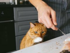 「また何かやってるニャ」　猫の隣で、主人が悔しさから包丁を研ぎまくる！