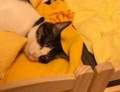 「猫がIKEAのベッド愛用してるから、枕をあげてみたら」　めちゃくちゃ反応あった！
