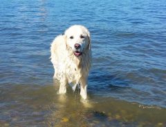 散歩中、突然海に飛び込んだ愛犬　咥えていたものを見て、飼い主は驚いた