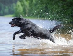 湖に飛び込んだ飼い主を見て、愛犬パニック！　その行動に思わずホロリ