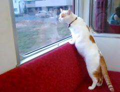「猫が列車に乗ってるんだけど」保護猫たちと触れ合える『ねこカフェ列車』