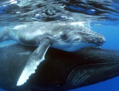 水中で苦しむ母クジラ　男たちの行動が、１つの命を救う