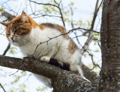 木に登って降りられなくなった猫を救出する男たちがステキ！