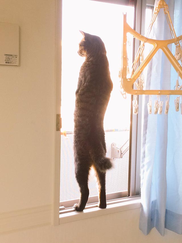 猫 窓辺で仁王立ち 猫背って 一体なんだろう と思ってしまう姿とは Grape グレイプ