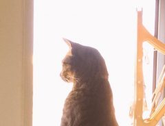 猫、窓辺で仁王立ち！　「猫背って、一体なんだろう」と思ってしまう姿とは