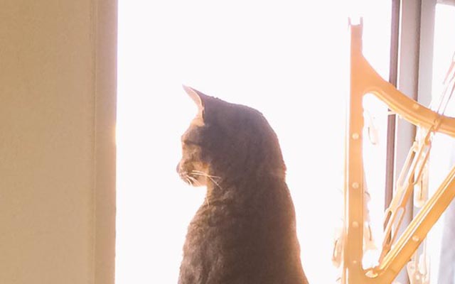 猫 窓辺で仁王立ち 猫背って 一体なんだろう と思ってしまう姿とは Grape グレイプ