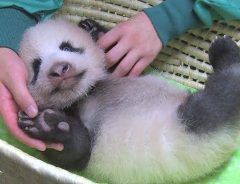 ふんばる姿がカワイすぎ！　上野動物園の赤ちゃんパンダから目が離せない