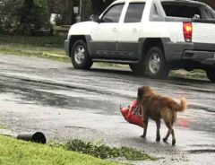 「なんて賢いんだ！」住民が避難したテキサス州の町で１匹の犬が話題