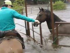 「誰か馬を助けて」洪水で牧場に残された家畜をカウボーイが救出する瞬間