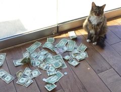 「なんでお金が増えてくの？」　ドア付近にいる猫、お金まみれのワケ