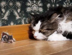 猫がネズミを追いかけるって本当？　やってみたら「マジかよ」