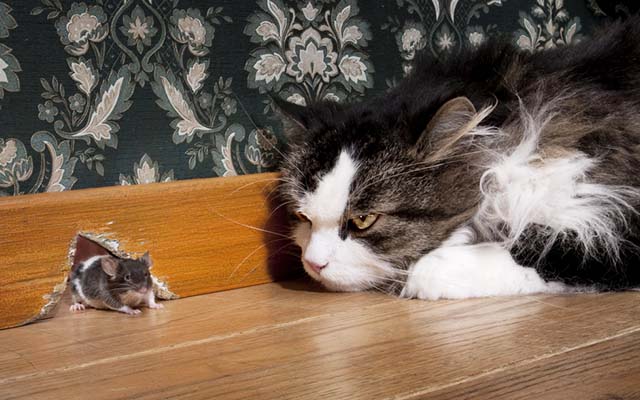 猫がネズミを追いかけるって本当？ やってみたら「マジかよ」 u2013 grape 