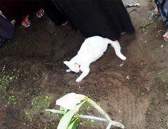 葬儀中に現れた白猫　次の瞬間、目にした『光景』に心が揺さぶられる