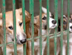 「その発想はなかった！」名古屋市が『ふるさと納税』で犬の殺処分ゼロ
