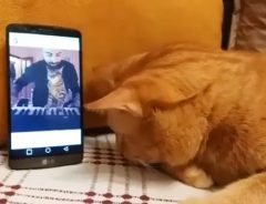 盲目の猫がピアノの演奏を聞くと？　その姿に感動