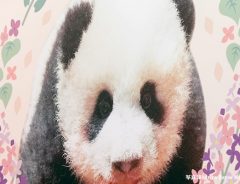 「いつの間にこんな大きく？」上野動物園のパンダ『シャンシャン』に癒される