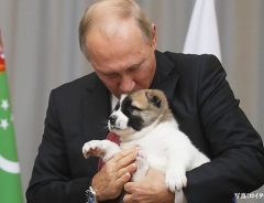 首根っこをつかまれた子犬を見た、プーチン大統領　その後の行動に「さすが愛犬家！」