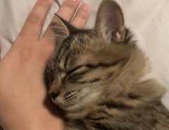手を枕にぐっすり子猫　可愛すぎて、飼い主はウッカリ…