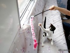 殺処分予定の子猫を助ける！『ねこカフェ列車』が癒しの空間