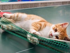 「猫と卓球したらどうなるか？」　できあがった映像に、笑顔あふれる