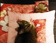 布団で眠るカワウソ　１匹の猫が忍び寄ってきて？