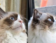 「いや、立派になりすぎやろ！」　愛猫の『アソコ』が４か月で大きく変化