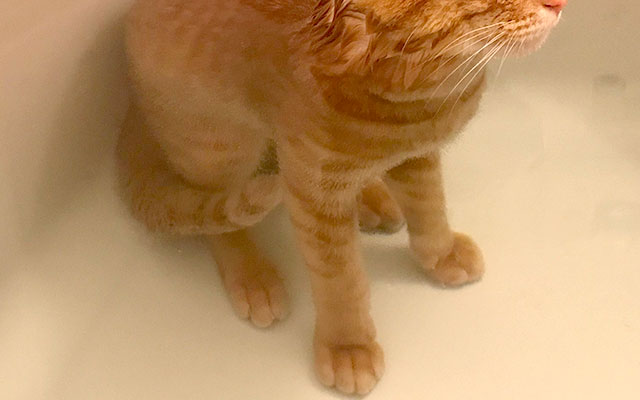 「はぁー、極楽じゃー！」猫がおっさんのように入浴する姿が目撃される！ – grape [グレイプ]