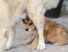 「私の子どもに触らないで！」　母犬の深い愛情が伝わる姿