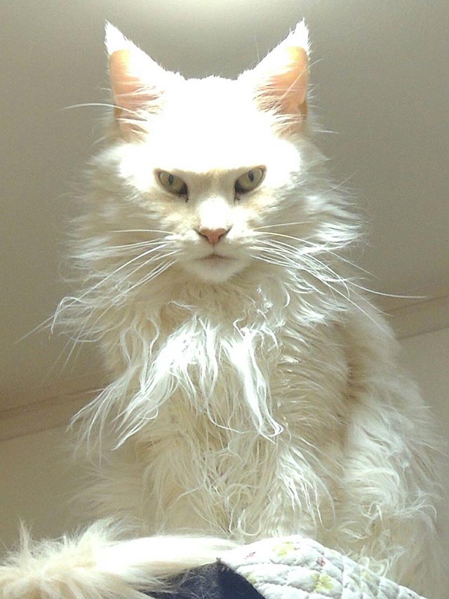 カリン様だ 猫が天井のライトに照らされて神格化 Grape グレイプ