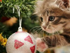 猫がクリスマスツリーを壊す！ 悩んだ飼い主が考えた１０の方法