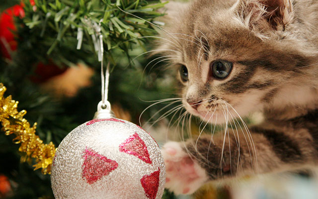 猫がクリスマスツリーを壊す 悩んだ飼い主が考えた１０の方法 Grape グレイプ
