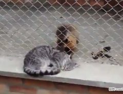 眠る猫に対し、１匹の子ザルが？　動物園で見かけた驚きの光景に「クスッ」