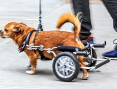 『テディベアの着ぐるみ』に出会った、車いすの犬　その姿に「なんて素敵なの！」
