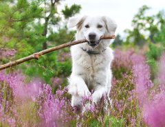 『お気に入りの木の枝』を拾ってウキウキする犬　その後、悲劇が犬を襲う！