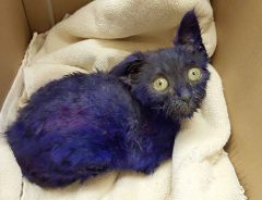 全身を紫に塗られた子猫　保護され見違えるほど綺麗になった姿に涙
